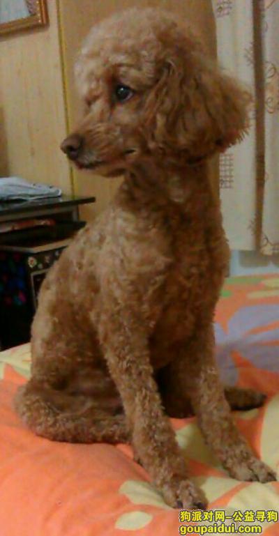 【北京找狗】，自己心爱泰迪12月18号丢失，它是一只非常可爱的宠物狗狗，希望它早日回家，不要变成流浪狗。