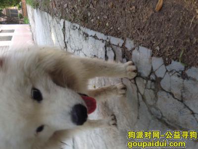 本人1月1日在鹭江牌坊捡到一只萨摩。，它是一只非常可爱的宠物狗狗，希望它早日回家，不要变成流浪狗。