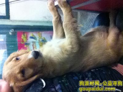 【苏州找狗】，吴中区木渎金山路与中山路交界处，它是一只非常可爱的宠物狗狗，希望它早日回家，不要变成流浪狗。