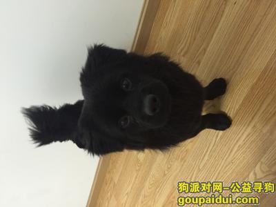 捡到宠物，四川阆中捡到黑色狗狗，它是一只非常可爱的宠物狗狗，希望它早日回家，不要变成流浪狗。