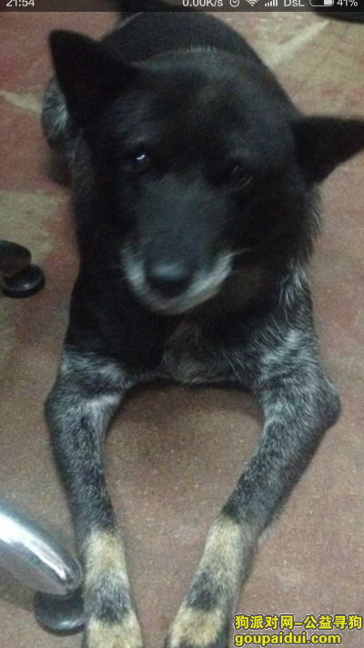 惠州寻狗网，1月5号18点在西湖，环城西路东江酒店丢去狗！，它是一只非常可爱的宠物狗狗，希望它早日回家，不要变成流浪狗。