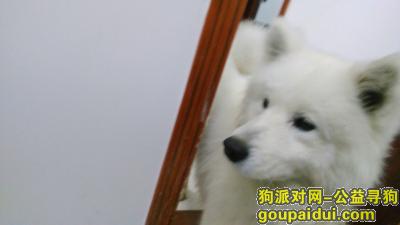 黄冈寻狗启示，捡到萨摩耶公狗一只！！！，它是一只非常可爱的宠物狗狗，希望它早日回家，不要变成流浪狗。