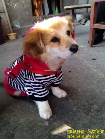 【上海找狗】，狗狗是在上海市金山区兴塔镇走失的，它是一只非常可爱的宠物狗狗，希望它早日回家，不要变成流浪狗。