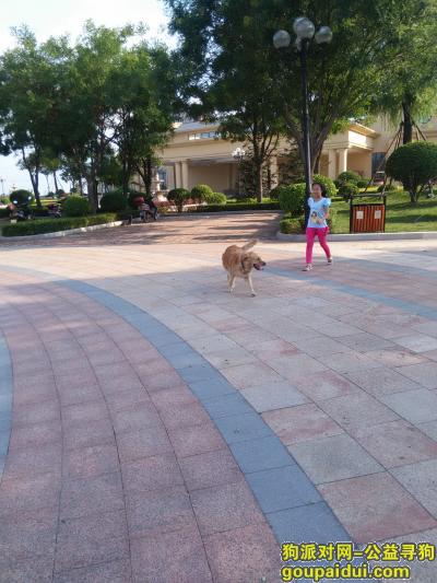 石家庄寻狗启示，寻找爱犬琦琦（金毛）石家庄市，它是一只非常可爱的宠物狗狗，希望它早日回家，不要变成流浪狗。