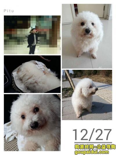 温州瓯北罗西街寻狗启示，它是一只非常可爱的宠物狗狗，希望它早日回家，不要变成流浪狗。