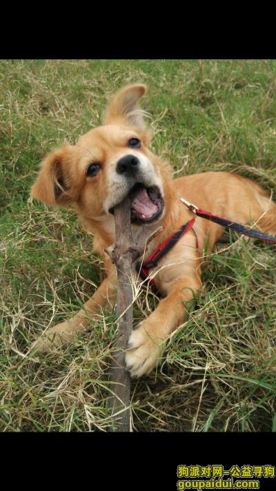 【珠海找狗】，珠海香洲南屏尋狗啟示，它是一只非常可爱的宠物狗狗，希望它早日回家，不要变成流浪狗。