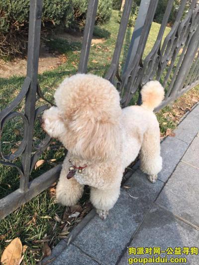 【北京找狗】，海淀知春路希格玛公寓重金寻找爱犬，它是一只非常可爱的宠物狗狗，希望它早日回家，不要变成流浪狗。