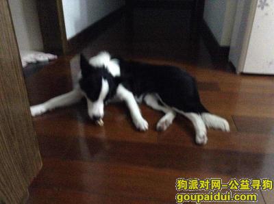 上海静长寿路达安花园重金寻找边境牧羊犬，它是一只非常可爱的宠物狗狗，希望它早日回家，不要变成流浪狗。