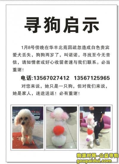 杭州下城区丢失白色贵宾，它是一只非常可爱的宠物狗狗，希望它早日回家，不要变成流浪狗。