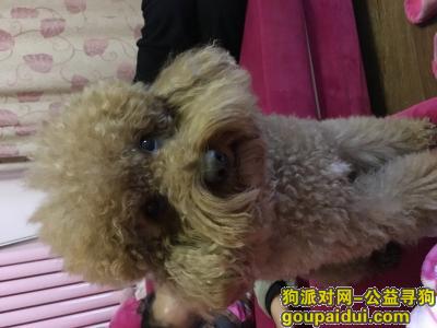 【北京找狗】，急急 海淀区西八里庄北里小区棕色泰迪犬走丢（当时身穿蓝色小衣服，粉色小鞋），它是一只非常可爱的宠物狗狗，希望它早日回家，不要变成流浪狗。