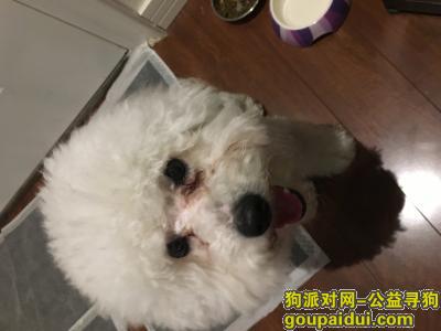 【上海捡到狗】，常熟路長樂跑檢到白色公貴賓/比熊，它是一只非常可爱的宠物狗狗，希望它早日回家，不要变成流浪狗。