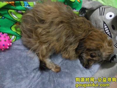 【广州捡到狗】，2016年1月2号龙洞捡狗一只。，它是一只非常可爱的宠物狗狗，希望它早日回家，不要变成流浪狗。