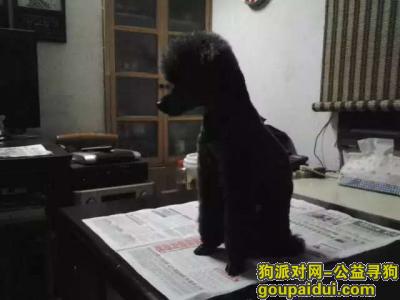 【杭州找狗】，杭州市上城区金钱巷小区悬赏五千元寻找黑色泰迪，它是一只非常可爱的宠物狗狗，希望它早日回家，不要变成流浪狗。
