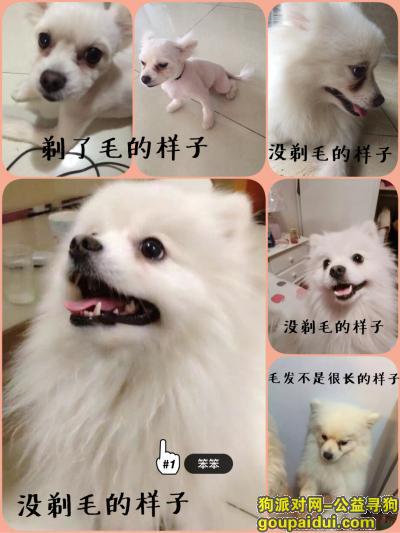 【北京找狗】，白色博美丢失于北京通州，它是一只非常可爱的宠物狗狗，希望它早日回家，不要变成流浪狗。