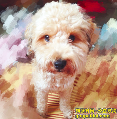 【深圳找狗】，广东省深圳市宝安区45区富盛苑附近丢失名叫铛铛的浅棕色贵宾，它是一只非常可爱的宠物狗狗，希望它早日回家，不要变成流浪狗。
