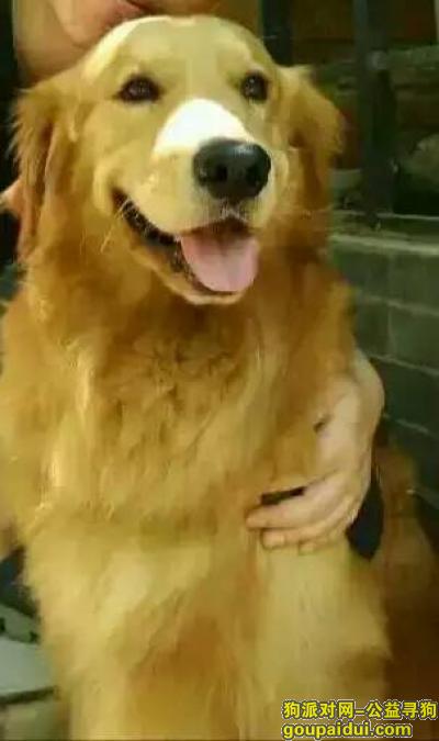 【北京找狗】，北京回龙观丢失金毛，重金寻找，它是一只非常可爱的宠物狗狗，希望它早日回家，不要变成流浪狗。