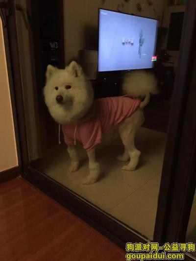 【上海找狗】，上海青浦萨摩狗狗丢了，它是一只非常可爱的宠物狗狗，希望它早日回家，不要变成流浪狗。