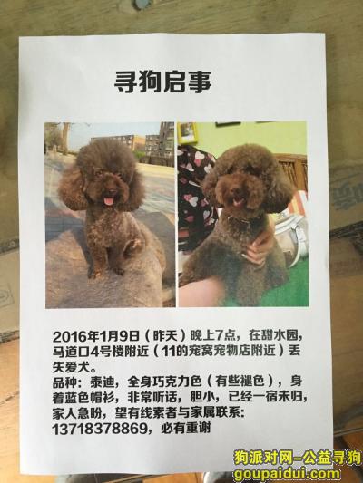 【北京找狗】，我家的泰迪丢了，快急死了，它是一只非常可爱的宠物狗狗，希望它早日回家，不要变成流浪狗。