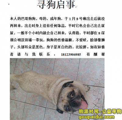 在深圳公明茨田埔附近丢失了一条巴哥狗狗，急寻，它是一只非常可爱的宠物狗狗，希望它早日回家，不要变成流浪狗。