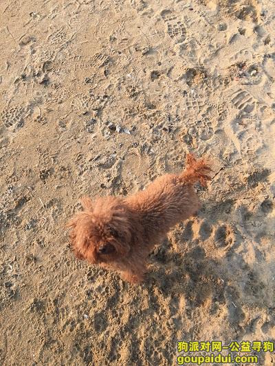 在秦皇岛北二环附近丢失了一条泰迪狗，急寻，它是一只非常可爱的宠物狗狗，希望它早日回家，不要变成流浪狗。