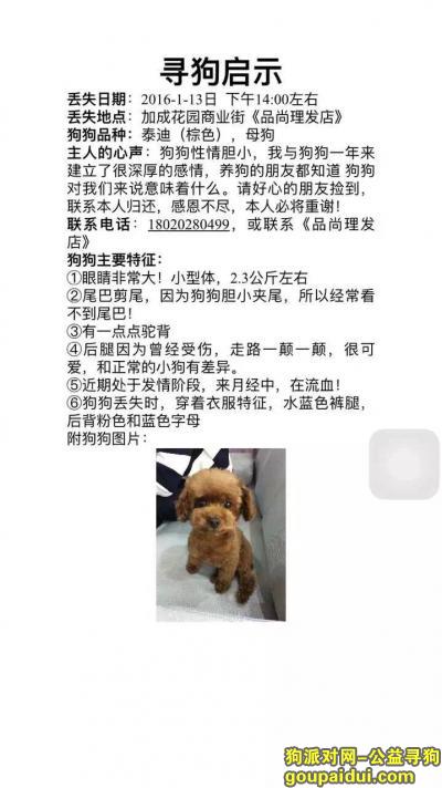 【苏州找狗】，苏州工业园区加成花园丢失棕色泰迪一只，求助，它是一只非常可爱的宠物狗狗，希望它早日回家，不要变成流浪狗。