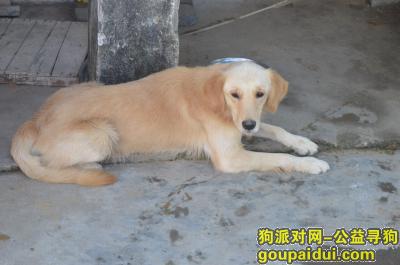 北海市合浦县石康镇寻狗（可乐）启示，它是一只非常可爱的宠物狗狗，希望它早日回家，不要变成流浪狗。