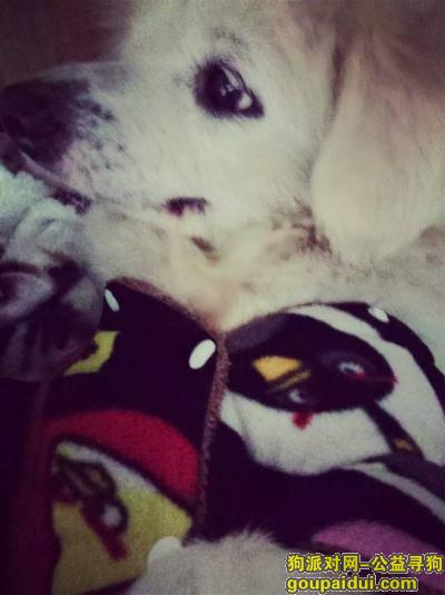 湛江寻狗！！白色宠物犬！！！1月14晚观海长廊丢失。，它是一只非常可爱的宠物狗狗，希望它早日回家，不要变成流浪狗。