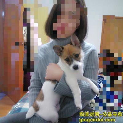 武汉寻找狗狗，它是一只非常可爱的宠物狗狗，希望它早日回家，不要变成流浪狗。