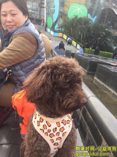 【深圳找狗】，寻找巧克力色贵宾犬一只，2岁，名字叫豆豆，它是一只非常可爱的宠物狗狗，希望它早日回家，不要变成流浪狗。