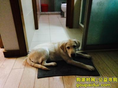 上海浦东新区巨野路中星海上景庭重金寻找拉布拉多，它是一只非常可爱的宠物狗狗，希望它早日回家，不要变成流浪狗。