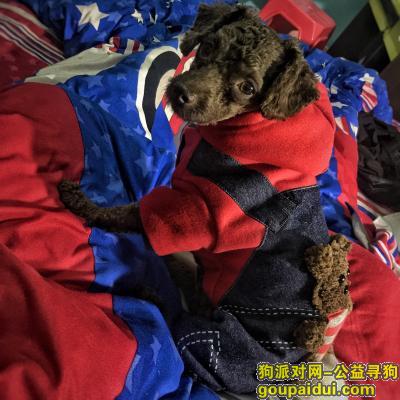 【北京找狗】，深咖色泰迪，在三里屯附近走失，它是一只非常可爱的宠物狗狗，希望它早日回家，不要变成流浪狗。