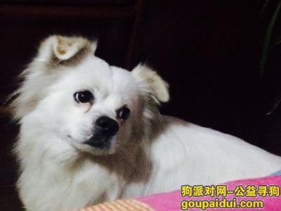 北京清河宝盛里小区走失白色串狗，家人急疯，它是一只非常可爱的宠物狗狗，希望它早日回家，不要变成流浪狗。