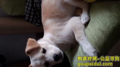 【郑州找狗】，寻找爱狗   小黄白相间小土狗小白，它是一只非常可爱的宠物狗狗，希望它早日回家，不要变成流浪狗。