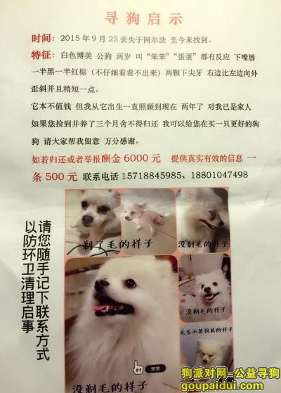【北京找狗】，酬金6000元北京寻爱犬白色博美，它是一只非常可爱的宠物狗狗，希望它早日回家，不要变成流浪狗。