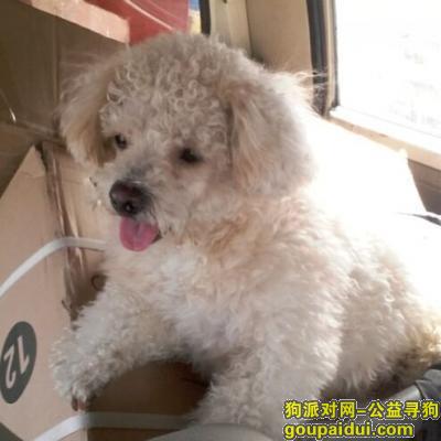 义乌洪华小区泰迪串串走丢，它是一只非常可爱的宠物狗狗，希望它早日回家，不要变成流浪狗。
