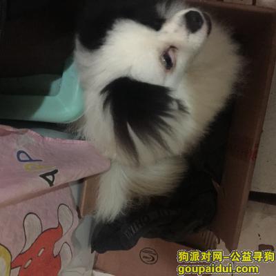 杭州寻狗网，京巴类，脸部黑白相间，它是一只非常可爱的宠物狗狗，希望它早日回家，不要变成流浪狗。