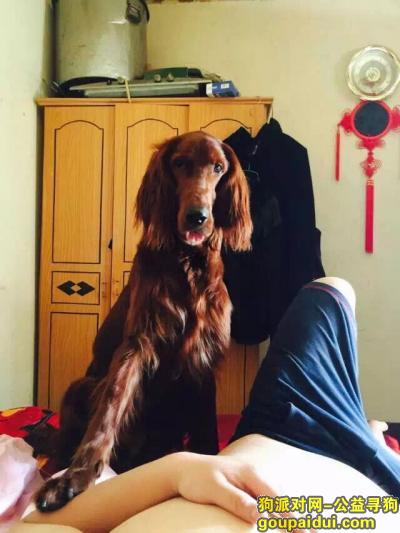 重庆寻狗启示，2015年1月14丢了一只棕色大狗！毛色很好，它是一只非常可爱的宠物狗狗，希望它早日回家，不要变成流浪狗。