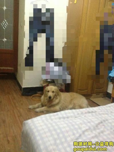 【北京捡到狗】，谁丢金毛了赶紧来认领，它是一只非常可爱的宠物狗狗，希望它早日回家，不要变成流浪狗。