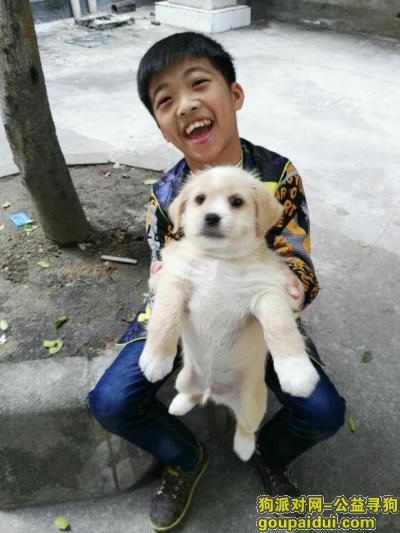 【广州找狗】，帮钟子权找我的小狗威威，它是一只非常可爱的宠物狗狗，希望它早日回家，不要变成流浪狗。