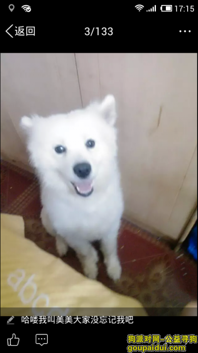 【重庆找狗】，2015年12月18号晚上白马凼一只成年母萨摩耶丢失，它是一只非常可爱的宠物狗狗，希望它早日回家，不要变成流浪狗。