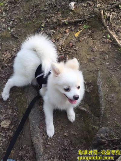 杭州寻狗启示，寻白色博美耳朵毛有点黄背部一小块也是，它是一只非常可爱的宠物狗狗，希望它早日回家，不要变成流浪狗。