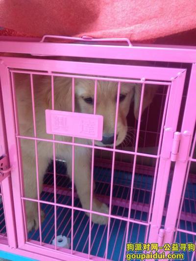 【杭州找狗】，找一只昨日走丢的2月小金毛，它是一只非常可爱的宠物狗狗，希望它早日回家，不要变成流浪狗。