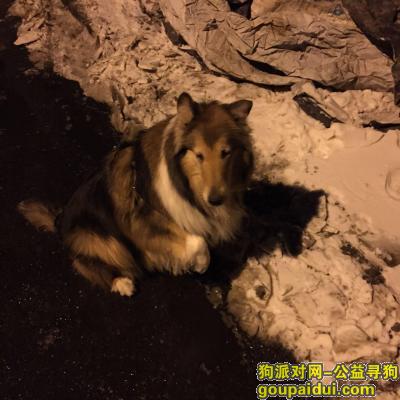 大连丢狗，寻找苏木母狗，1月21日白云新村走失，它是一只非常可爱的宠物狗狗，希望它早日回家，不要变成流浪狗。
