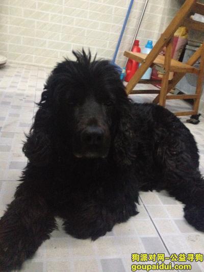 捡到可卡犬，1月20日捡到一只黑色可卡犬，它是一只非常可爱的宠物狗狗，希望它早日回家，不要变成流浪狗。