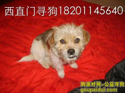 【北京找狗】，西直门丢失穿粉色衣服串狗，它是一只非常可爱的宠物狗狗，希望它早日回家，不要变成流浪狗。