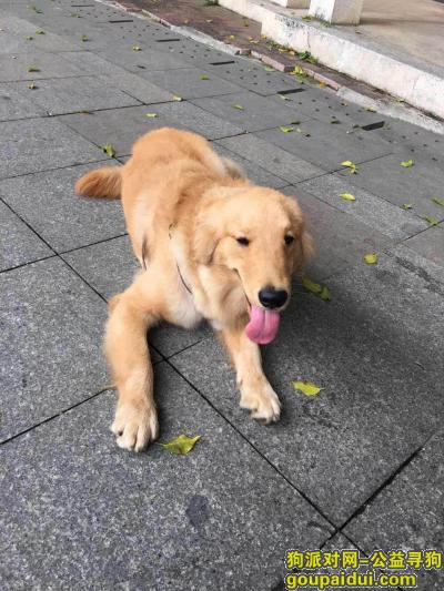 1月21日下午东城柏洲边走失爱犬“金毛”一只，它是一只非常可爱的宠物狗狗，希望它早日回家，不要变成流浪狗。