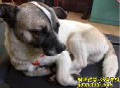 【上海捡到狗】，上海国权路复旦附中捡到，寻狗主人，电18621369153，它是一只非常可爱的宠物狗狗，希望它早日回家，不要变成流浪狗。