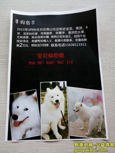【北京找狗】，北京寻找萨摩耶男孩8岁，它是一只非常可爱的宠物狗狗，希望它早日回家，不要变成流浪狗。