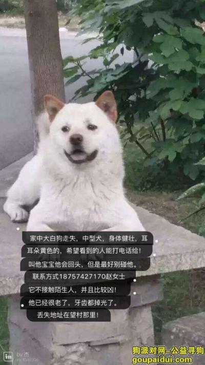 求转发 宁波市寻找大白狗狗，它是一只非常可爱的宠物狗狗，希望它早日回家，不要变成流浪狗。