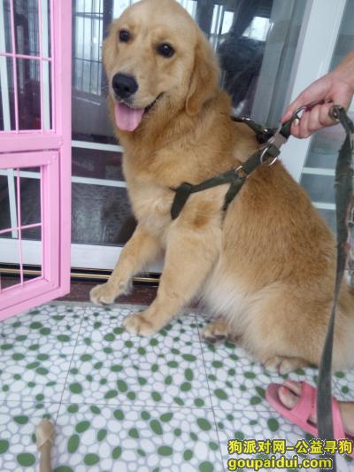 济宁丢狗，一岁黄色金毛球球于2016年1月26号14:40左右走丢了，它是一只非常可爱的宠物狗狗，希望它早日回家，不要变成流浪狗。